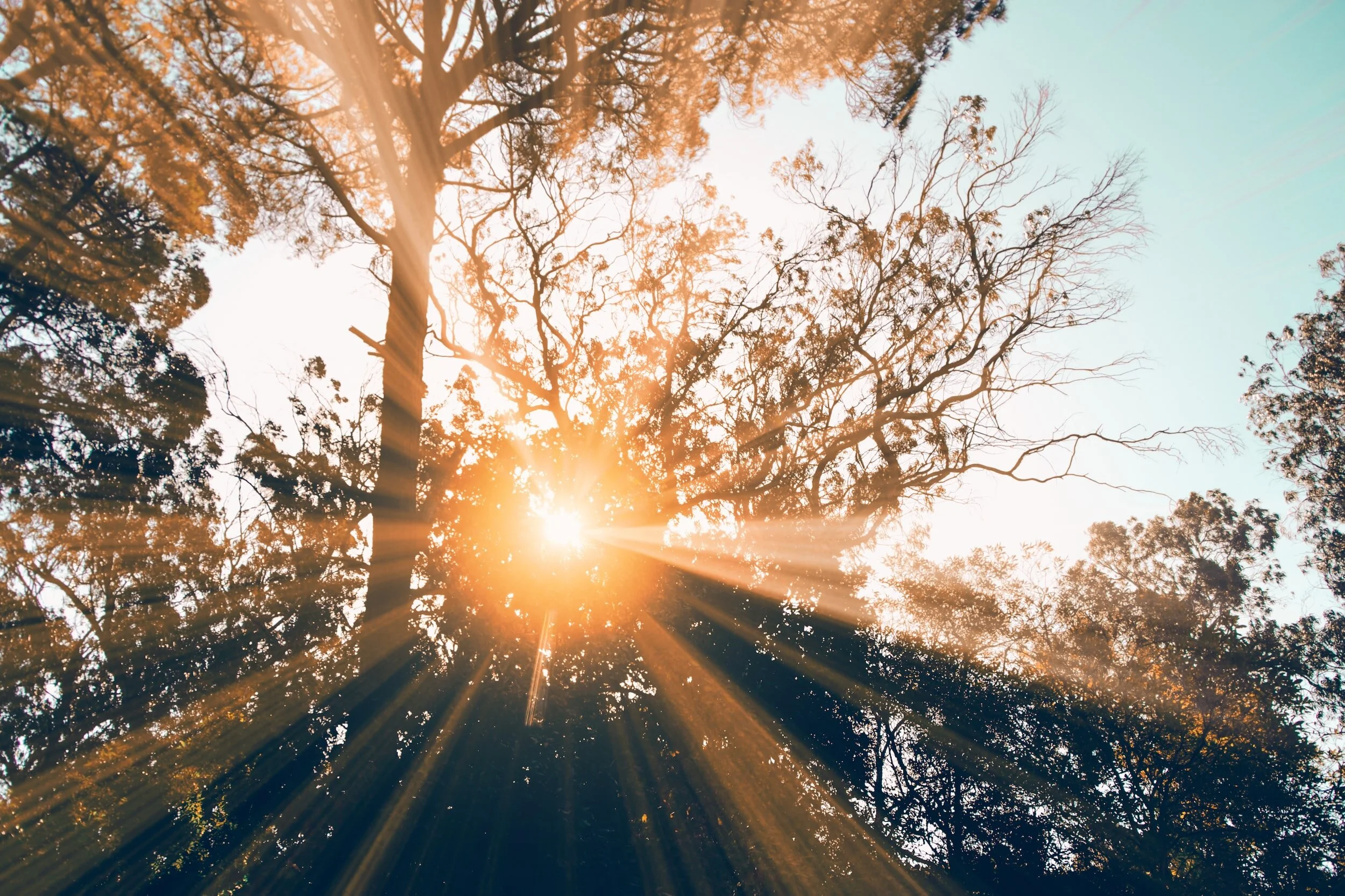 Sunlight shining through the trees in a forest with a clear sky.