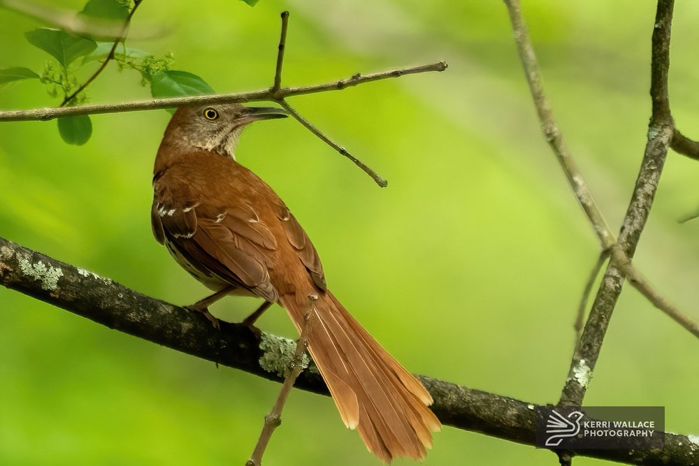 Brown Thrasher - May