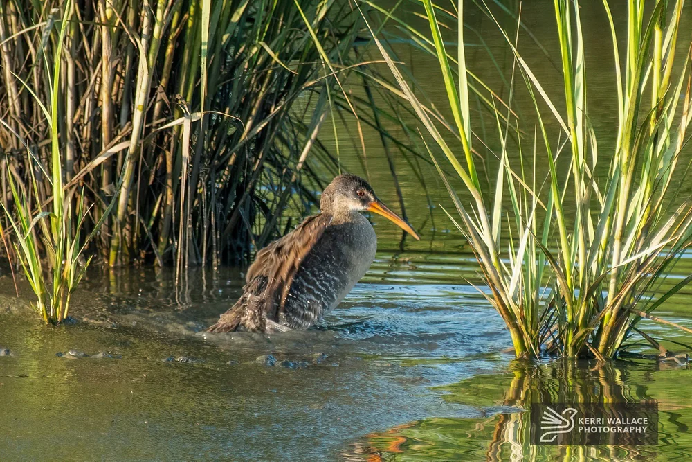 Clapper Rail - July