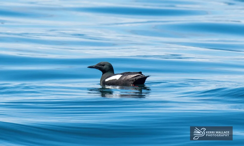 Black Guillemot - June