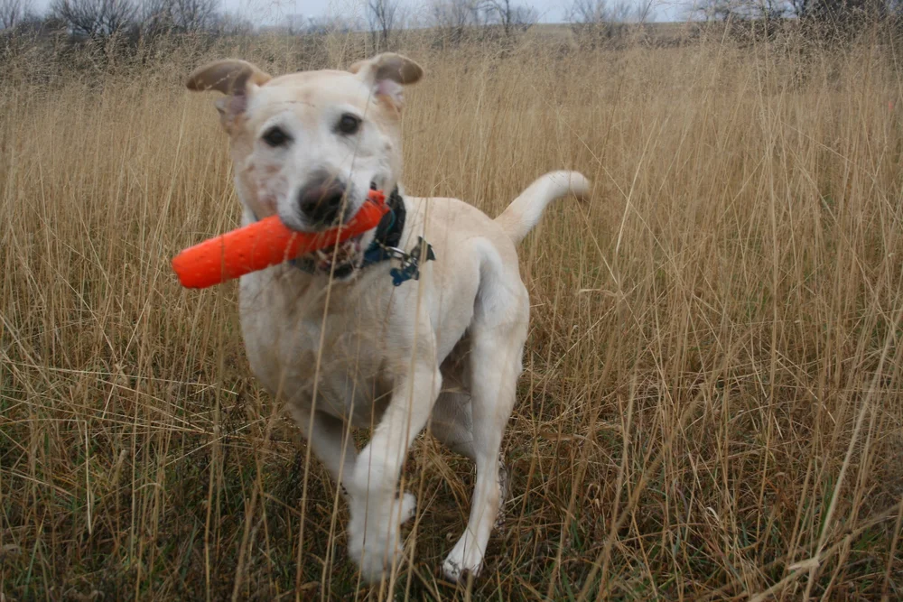 ECollar Dog Training Videos — Fresh Start Train Smart