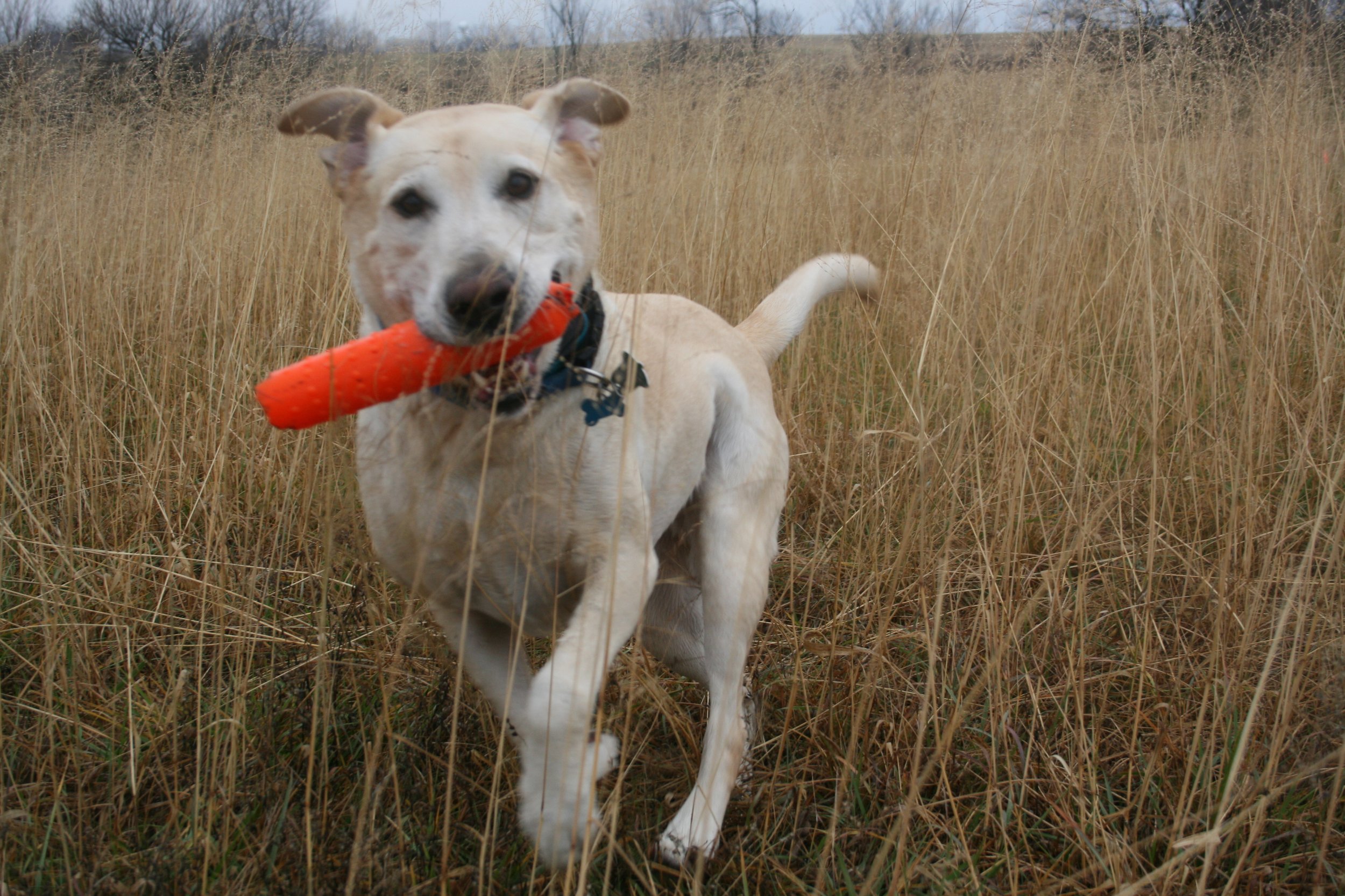 ECollar Dog Training Videos — Fresh Start Train Smart