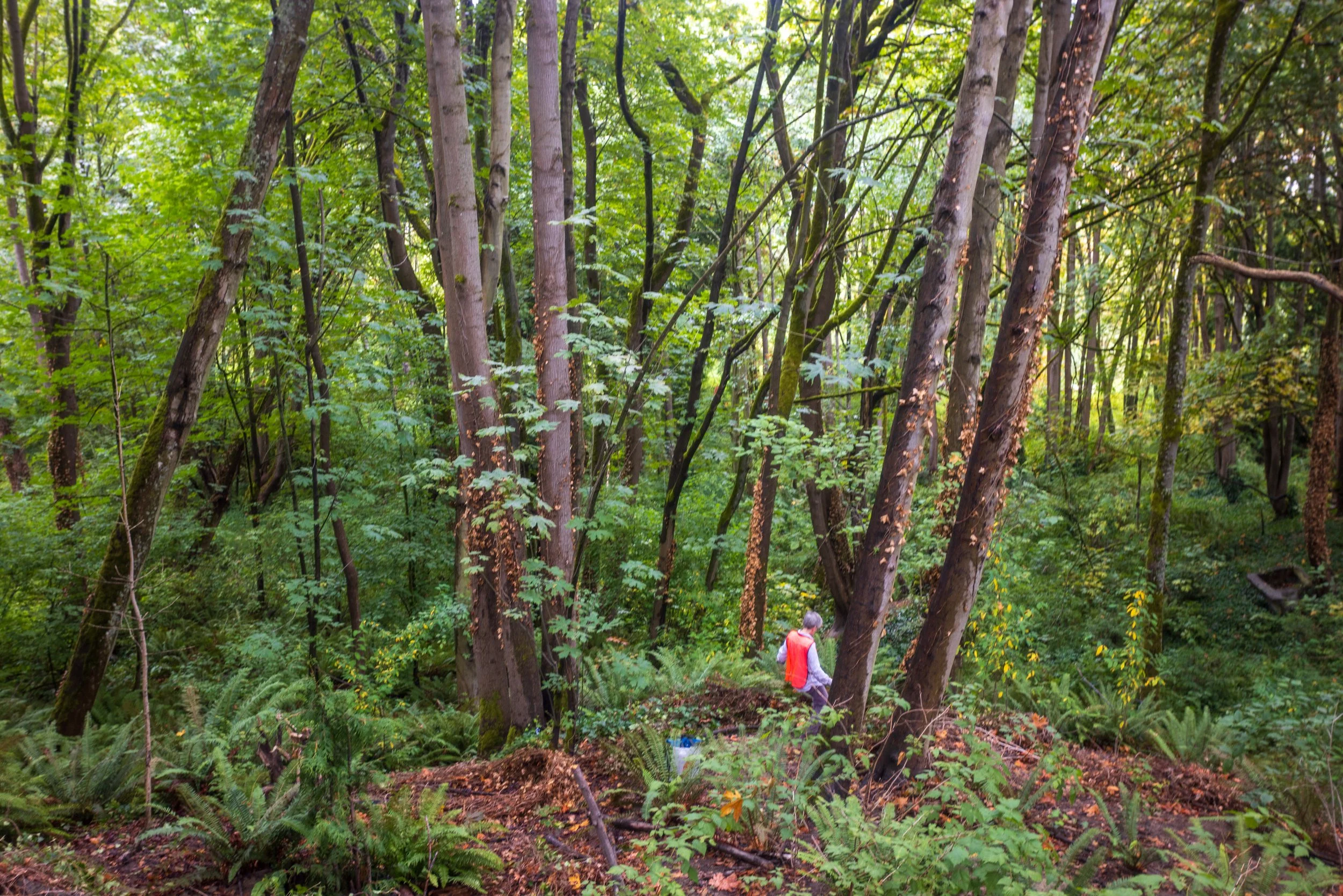 Duwamish Head Greenspace