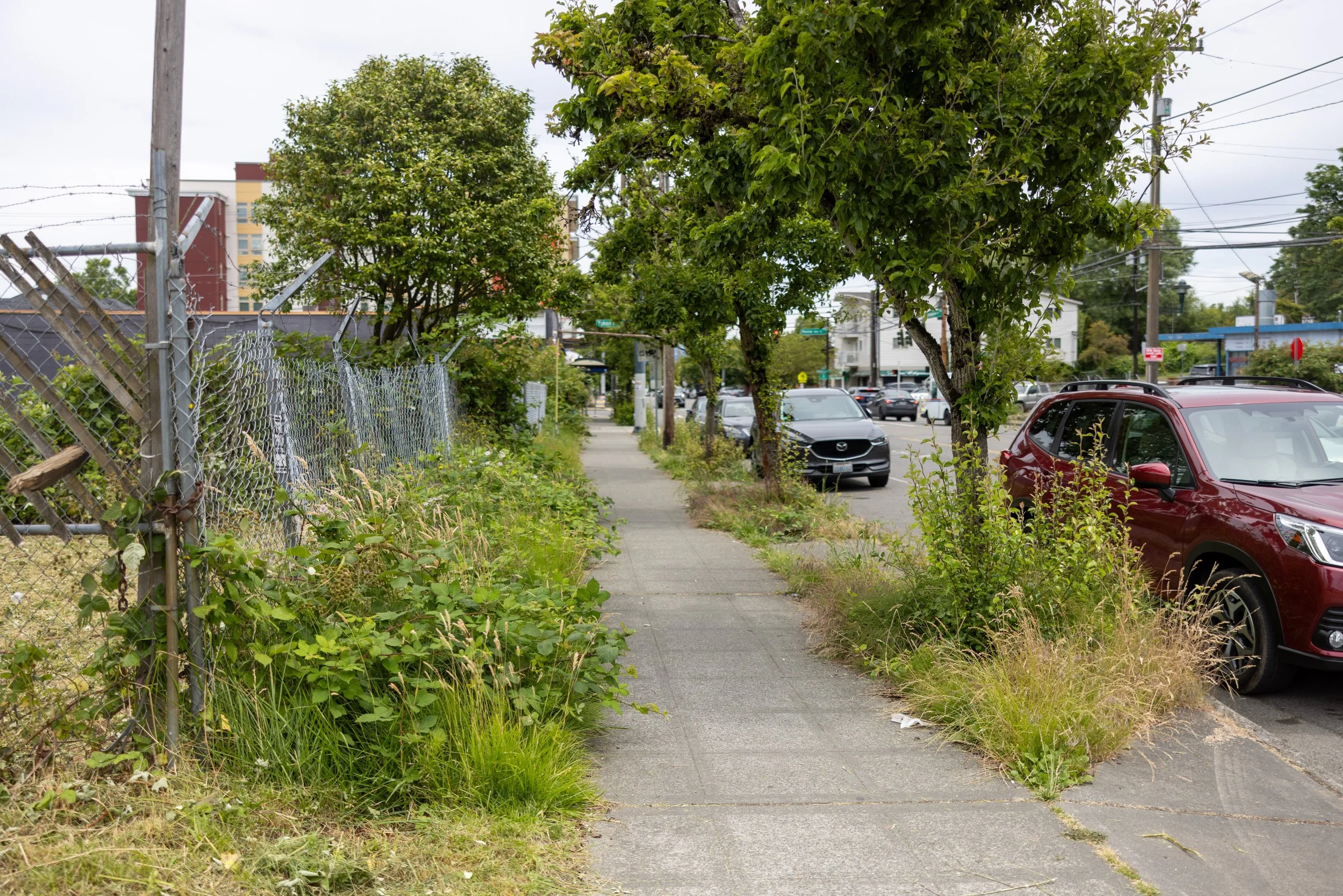 S. Henderson / Spruce
