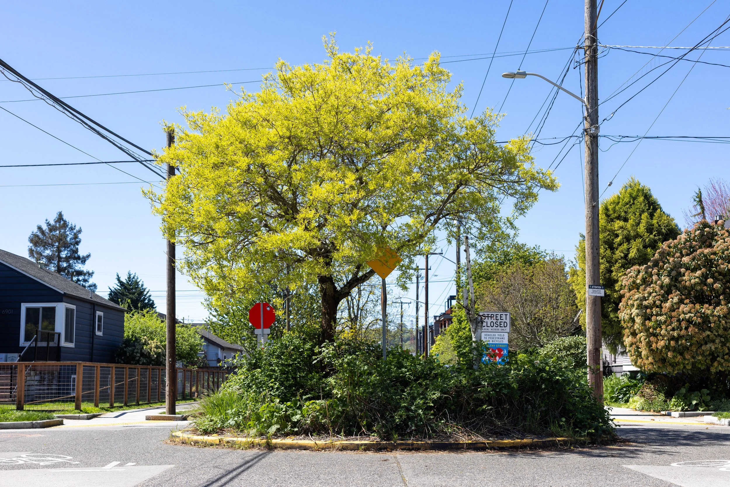 Georgetown Spruce