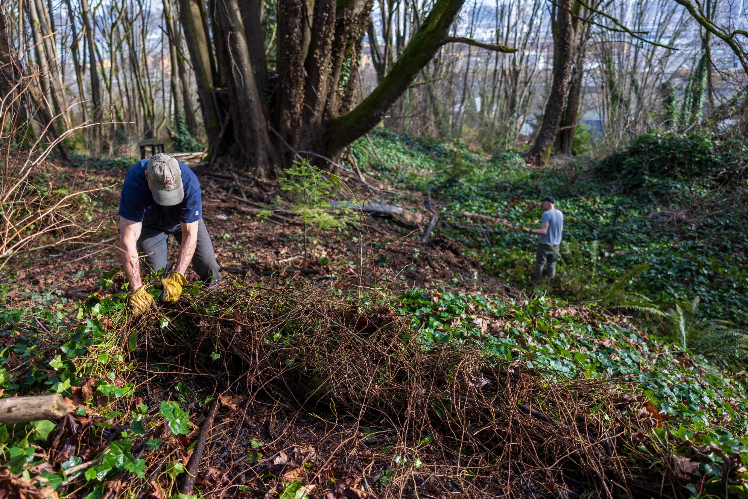 Duwamish Head Greenspace