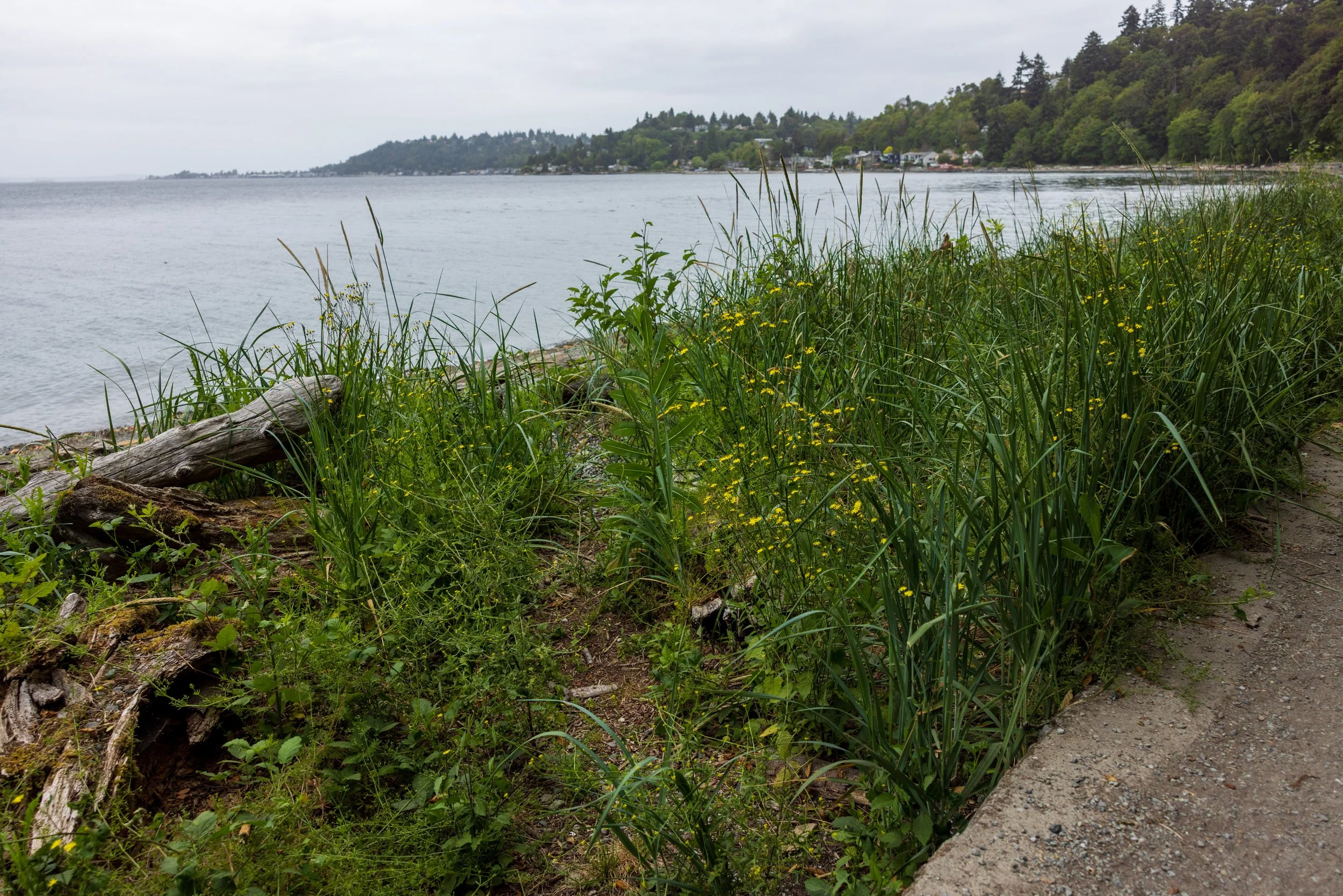 Lincoln Park Beach