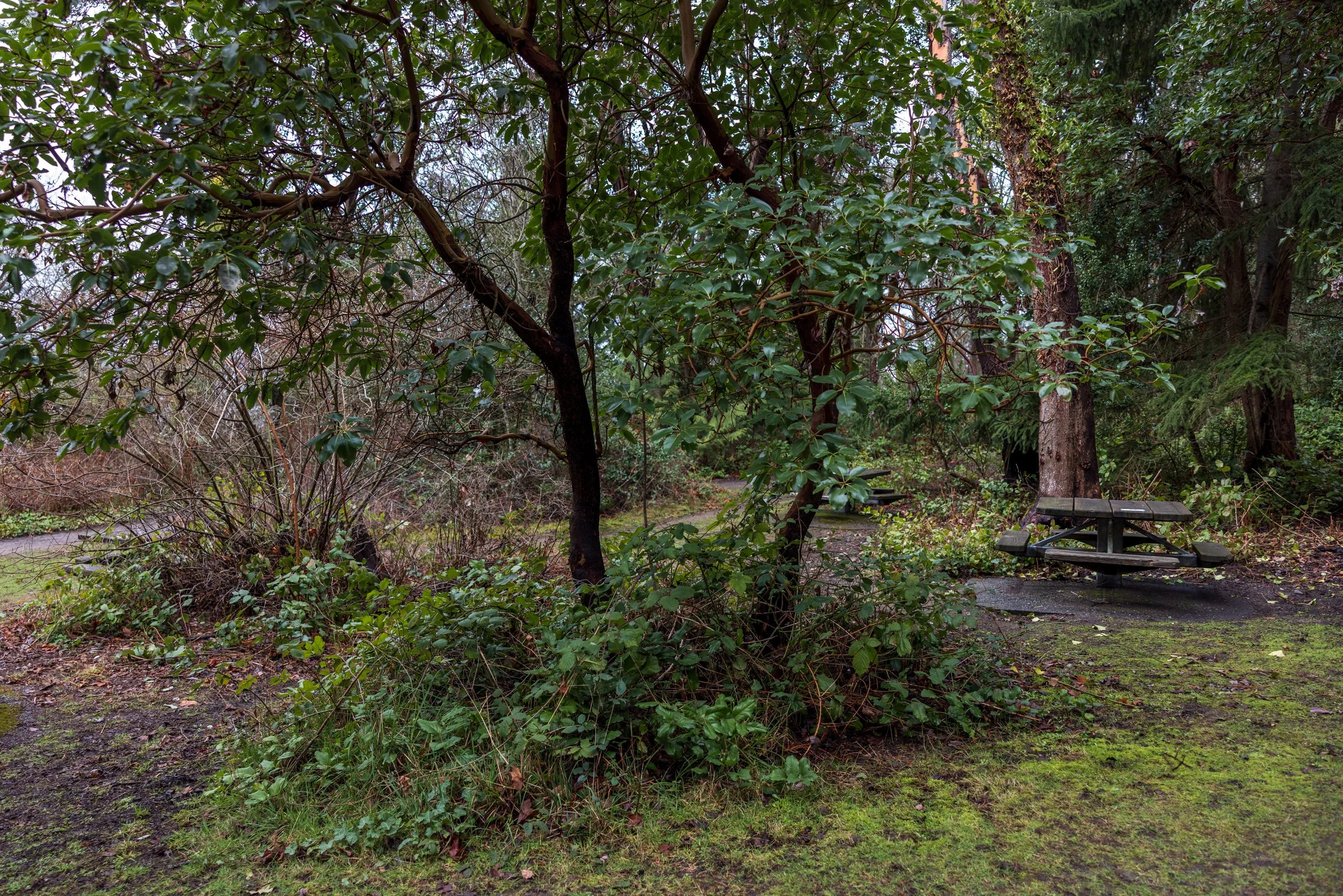 Lincoln Park / Picnic Area 2