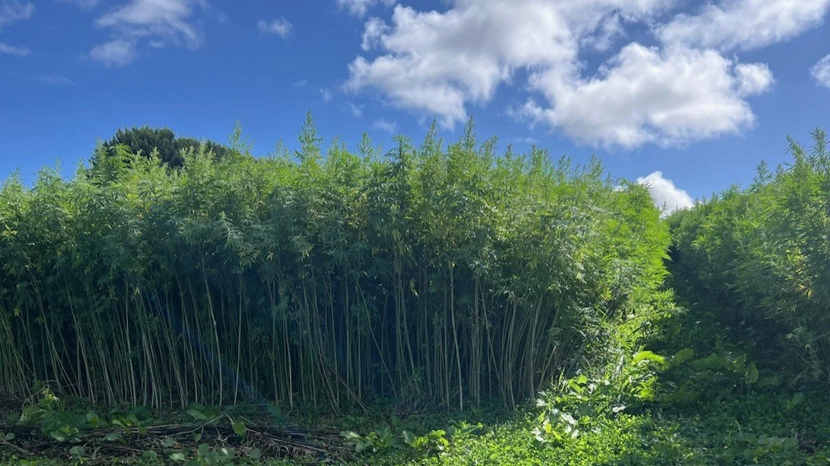 Industrial Hemp Funding Boost for Gippsland