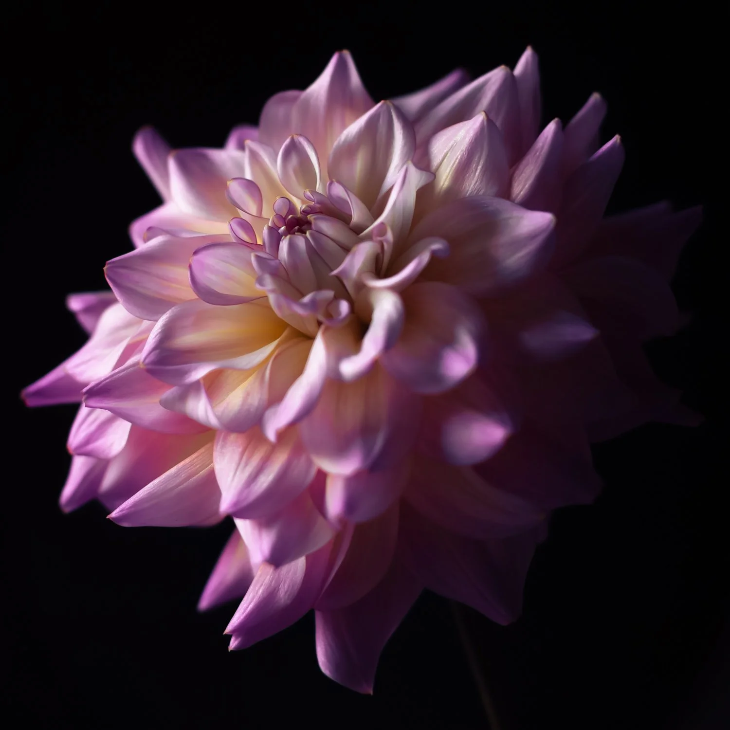 Close-up of a pink and white dahlia flower against a black background.