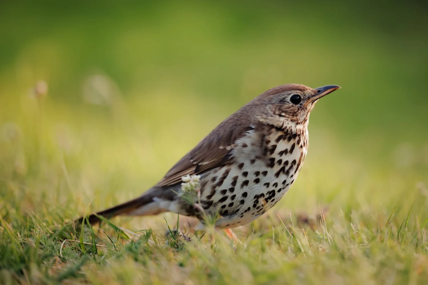 A close-up of a Speckled Thrush standing on grass with a blurred green background.