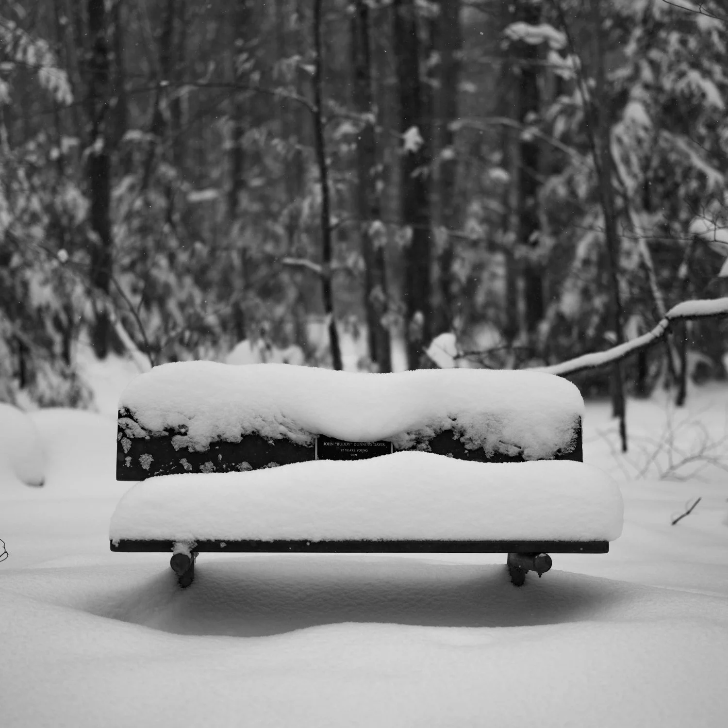 Empty park bench covered in snow in a wintery forest.