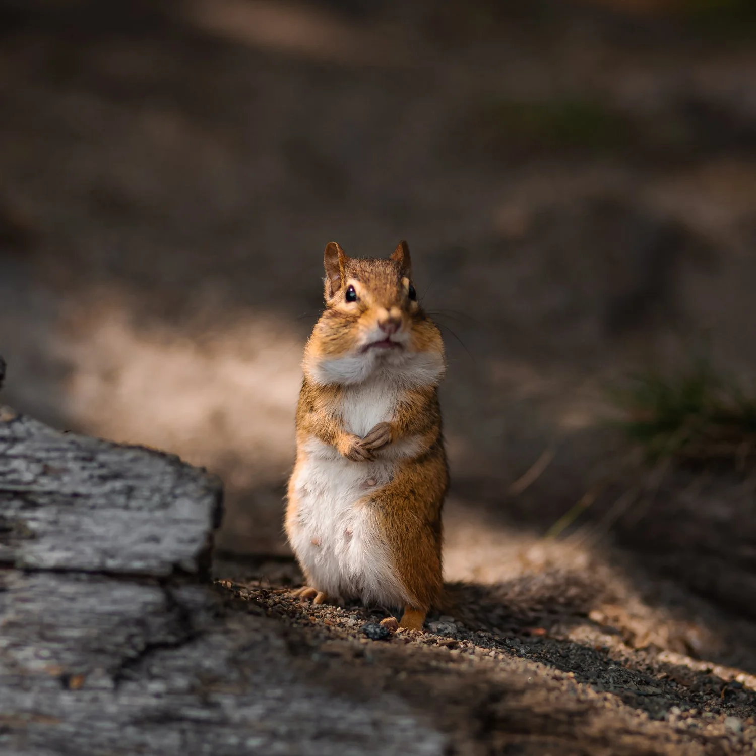 A squirrel standing on its hind legs on a dirt path with a blurred natural background.