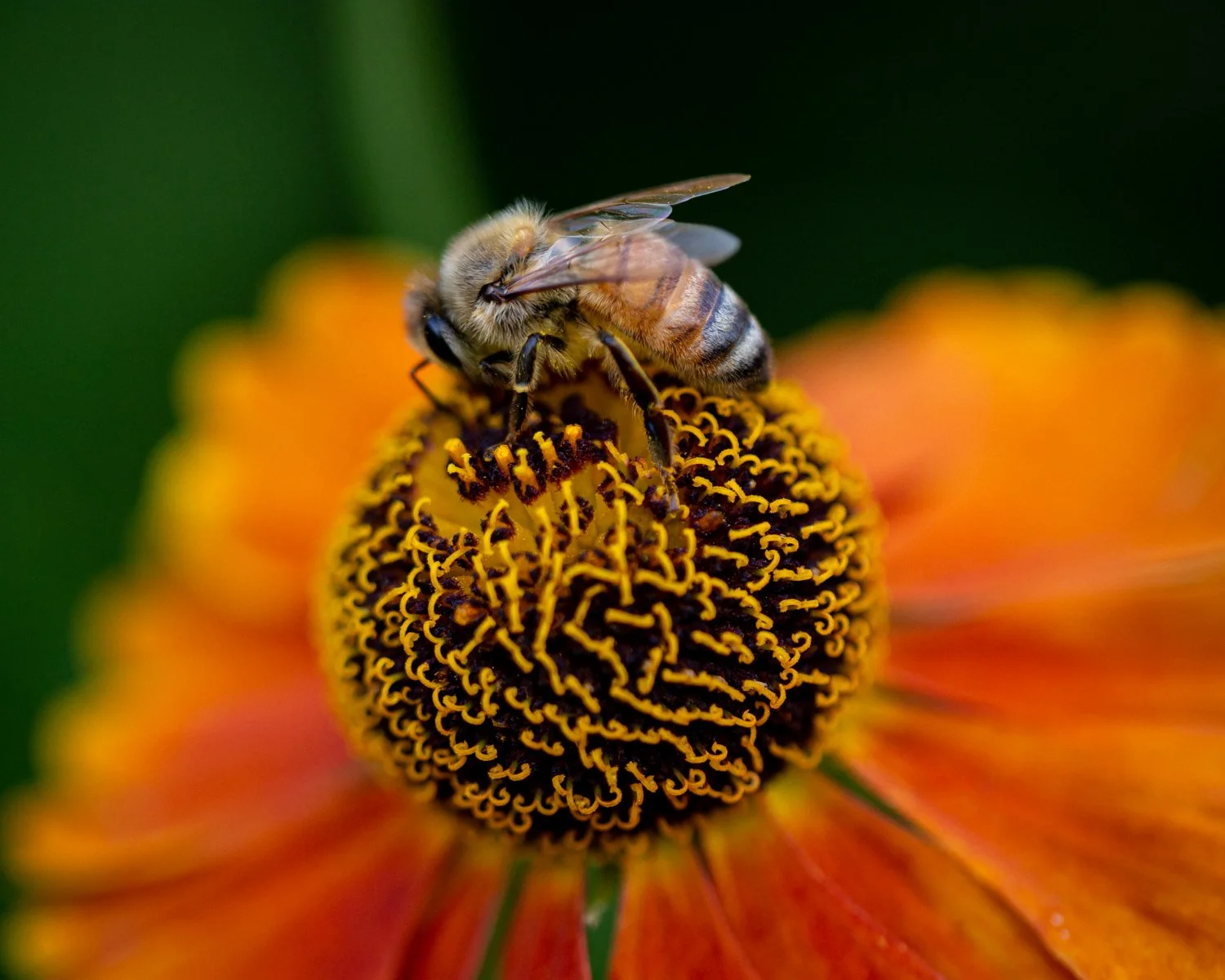 A bee collecting nectar from a vibrant orange flower with a dark, detailed center.