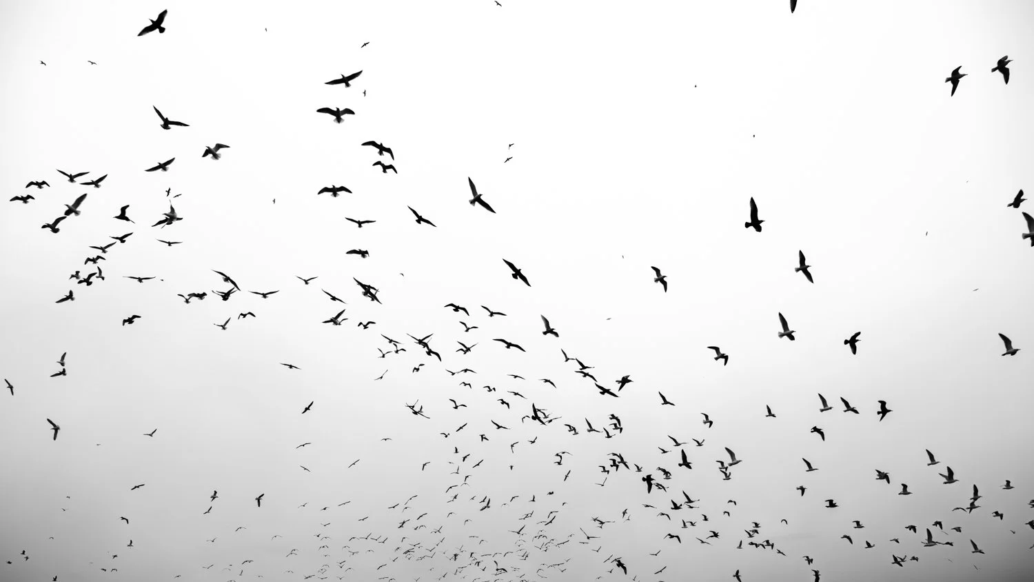 A large flock of birds flying against a cloudy sky.