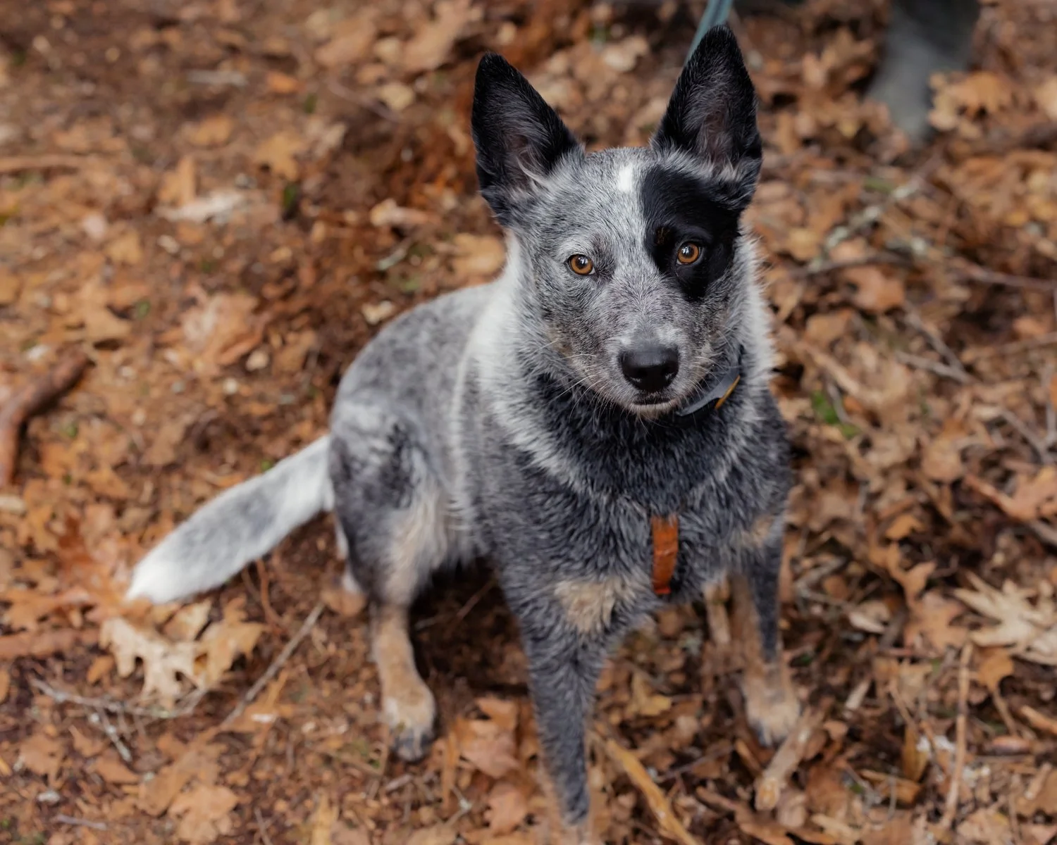 A medium-sized dog with a merle coat and one black and one gray ear, sitting on fallen leaves in a wooded area.