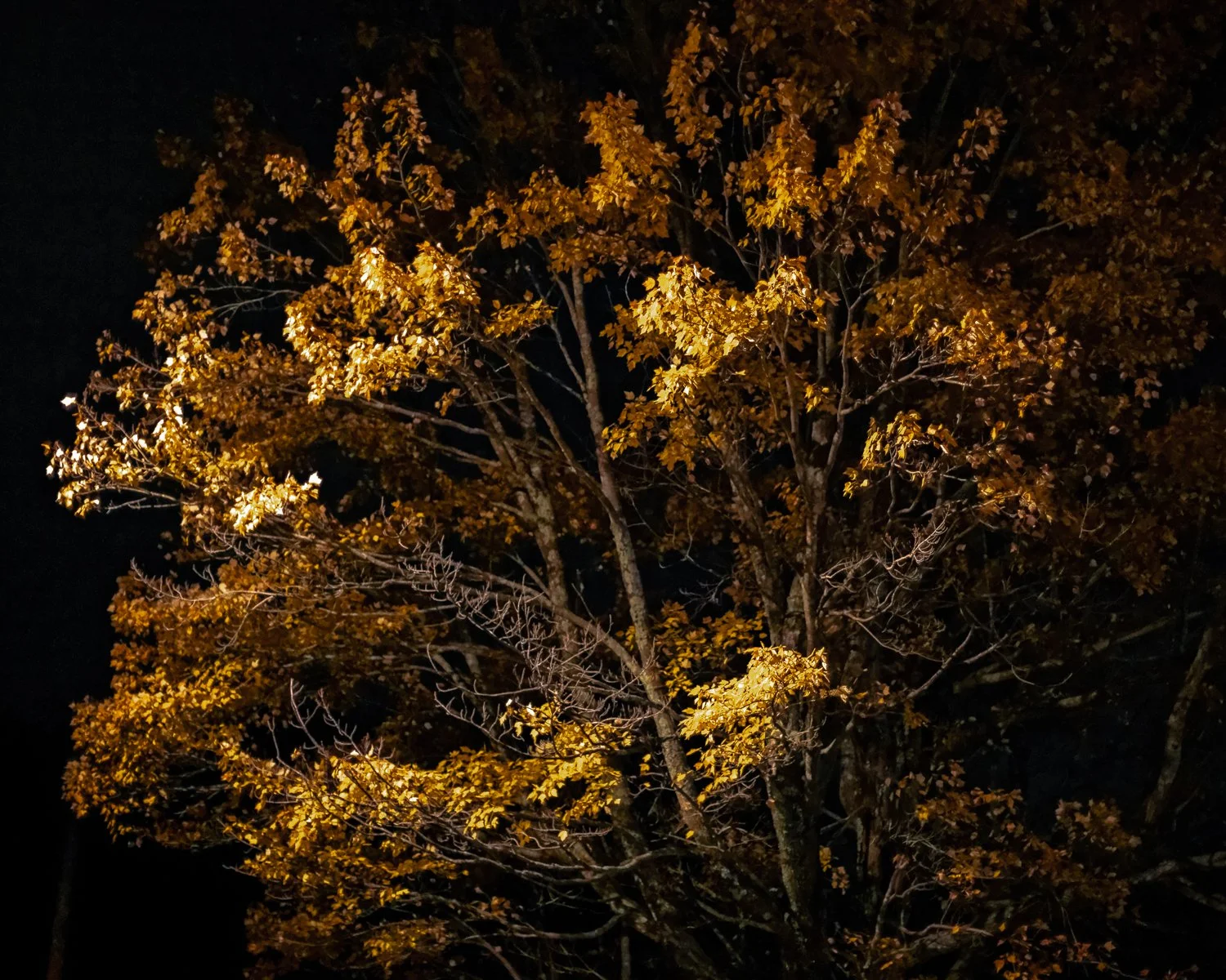 A tree with orange and brown leaves illuminated at night against a dark sky.