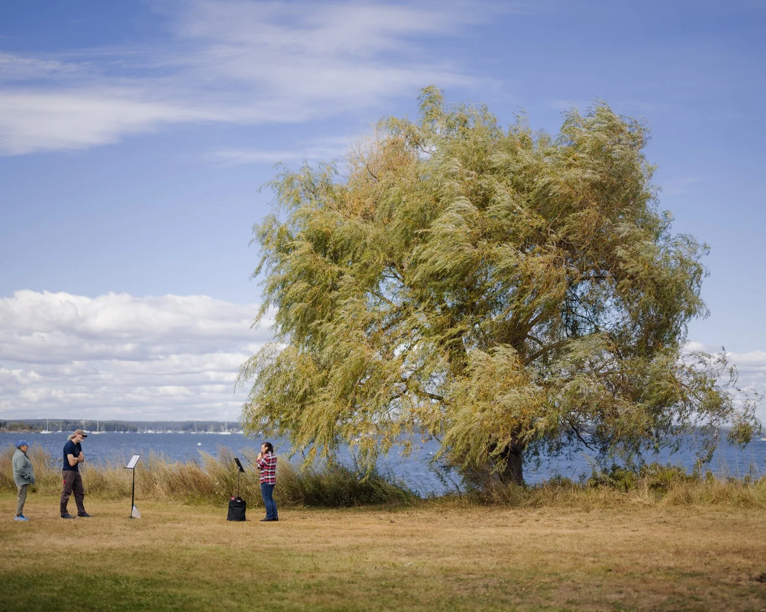 A large tree near a body of water with three people standing nearby, one person appears to be talking, and there are info stands in front of them, under a partly cloudy sky.