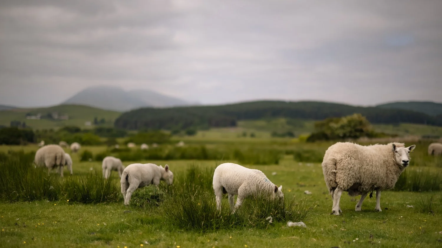 A flock of sheep grazing on green pasture with rolling hills and mountains in the background under cloudy sky.