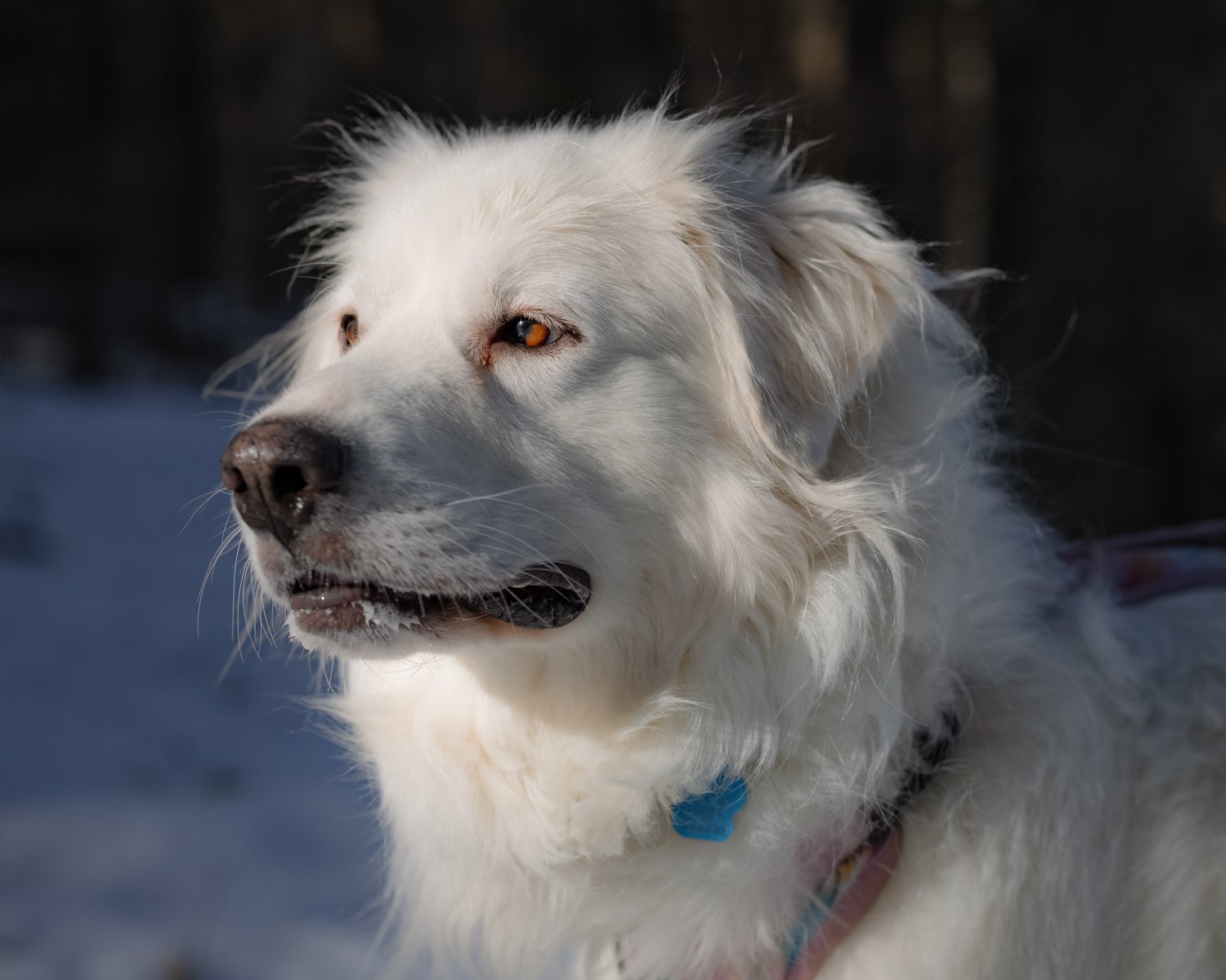 A close-up of a white dog with amber eyes, outdoors in a snowy environment, with a dark background.