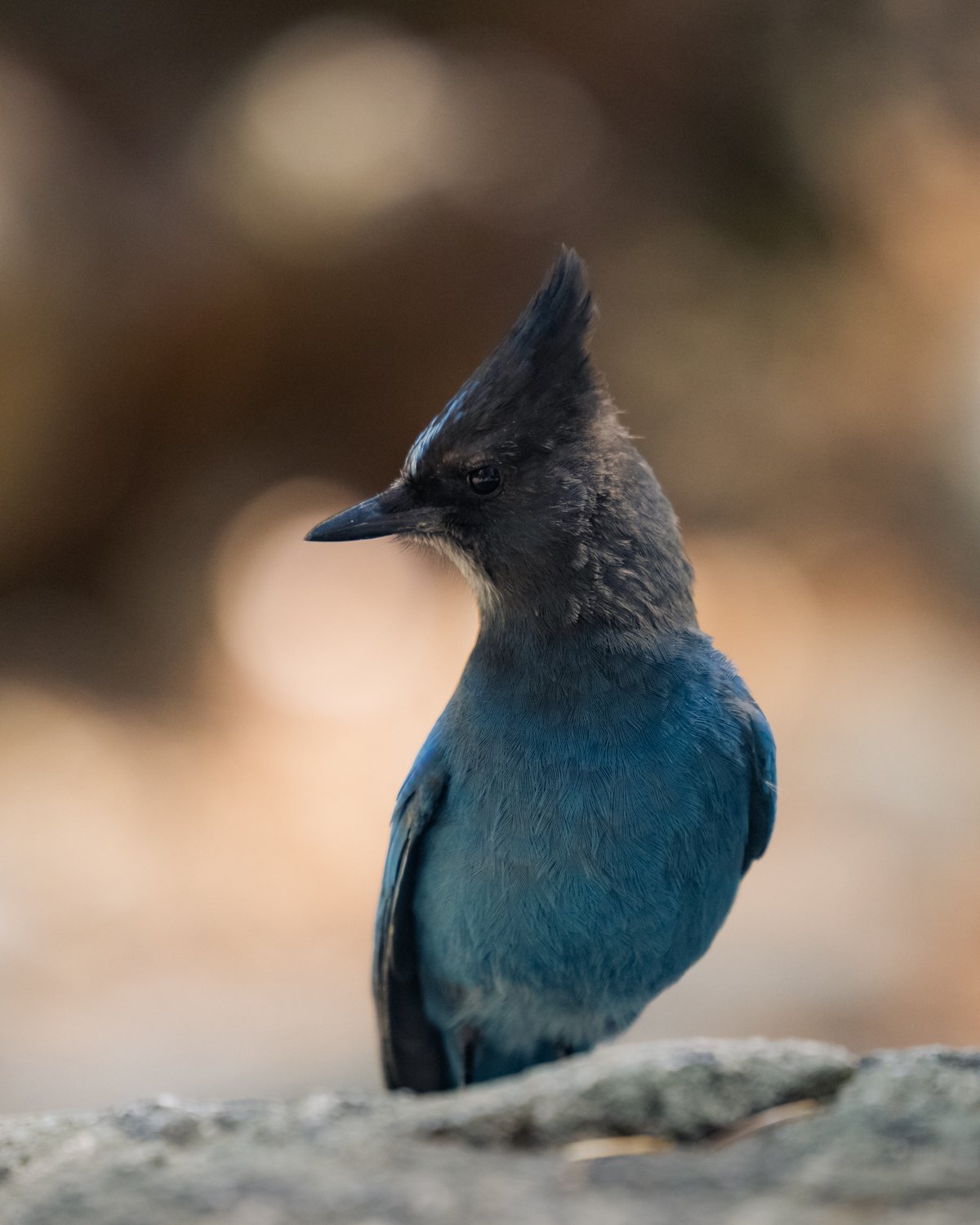 Close-up of a blue jay with a distinctive crest, perched on a rock, with a blurred natural background.