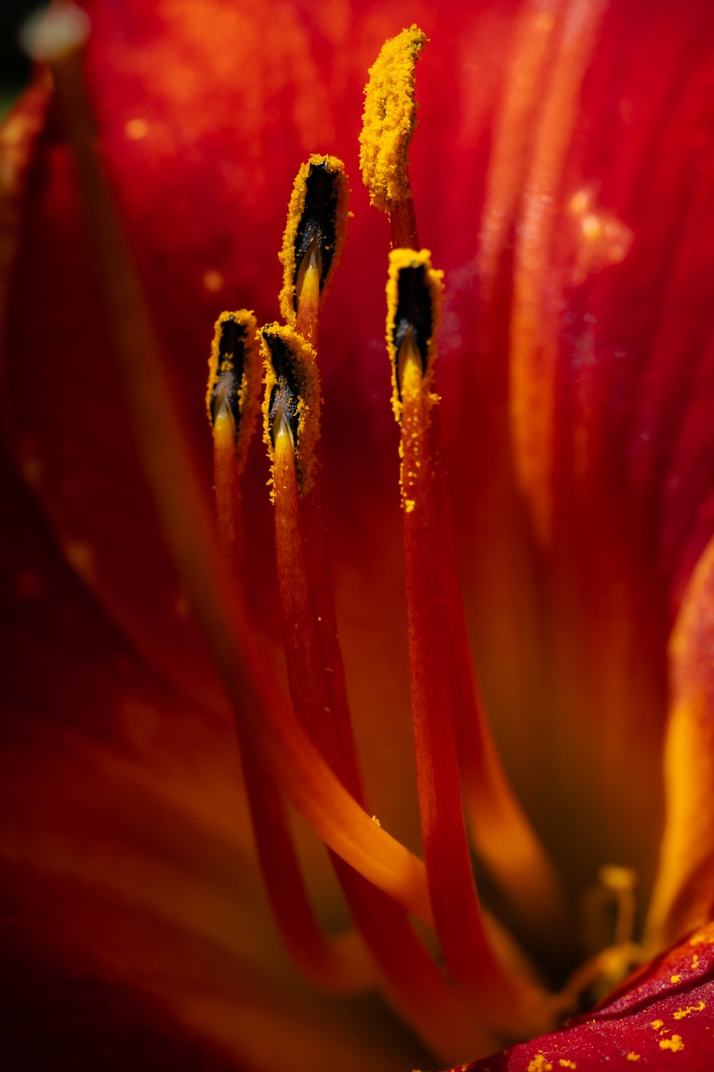 Close-up of red flower’s reproductive parts, including pistils and stamens, with yellow pollen.