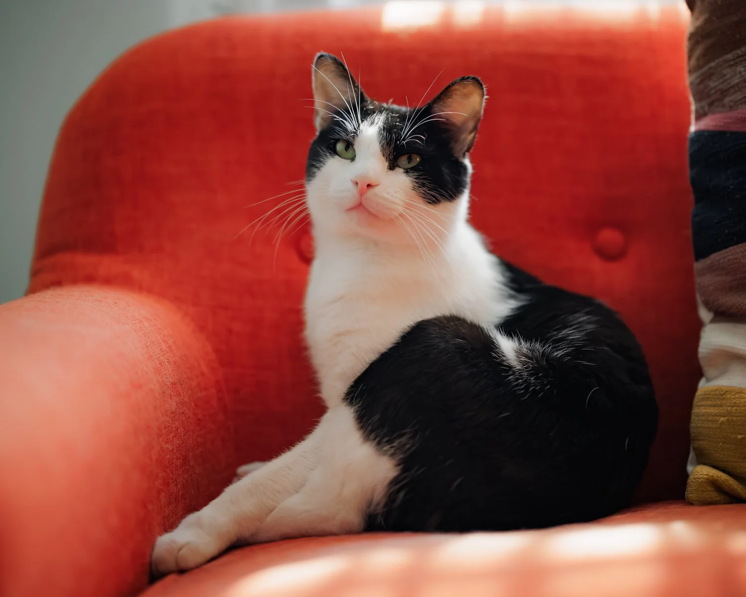 A black and white cat sitting on an orange upholstered chair with a relaxed posture, looking directly at the camera.