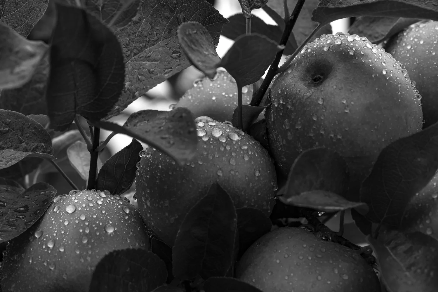 Black and white photo of apples on a tree with water droplets on their surfaces and surrounding leaves.