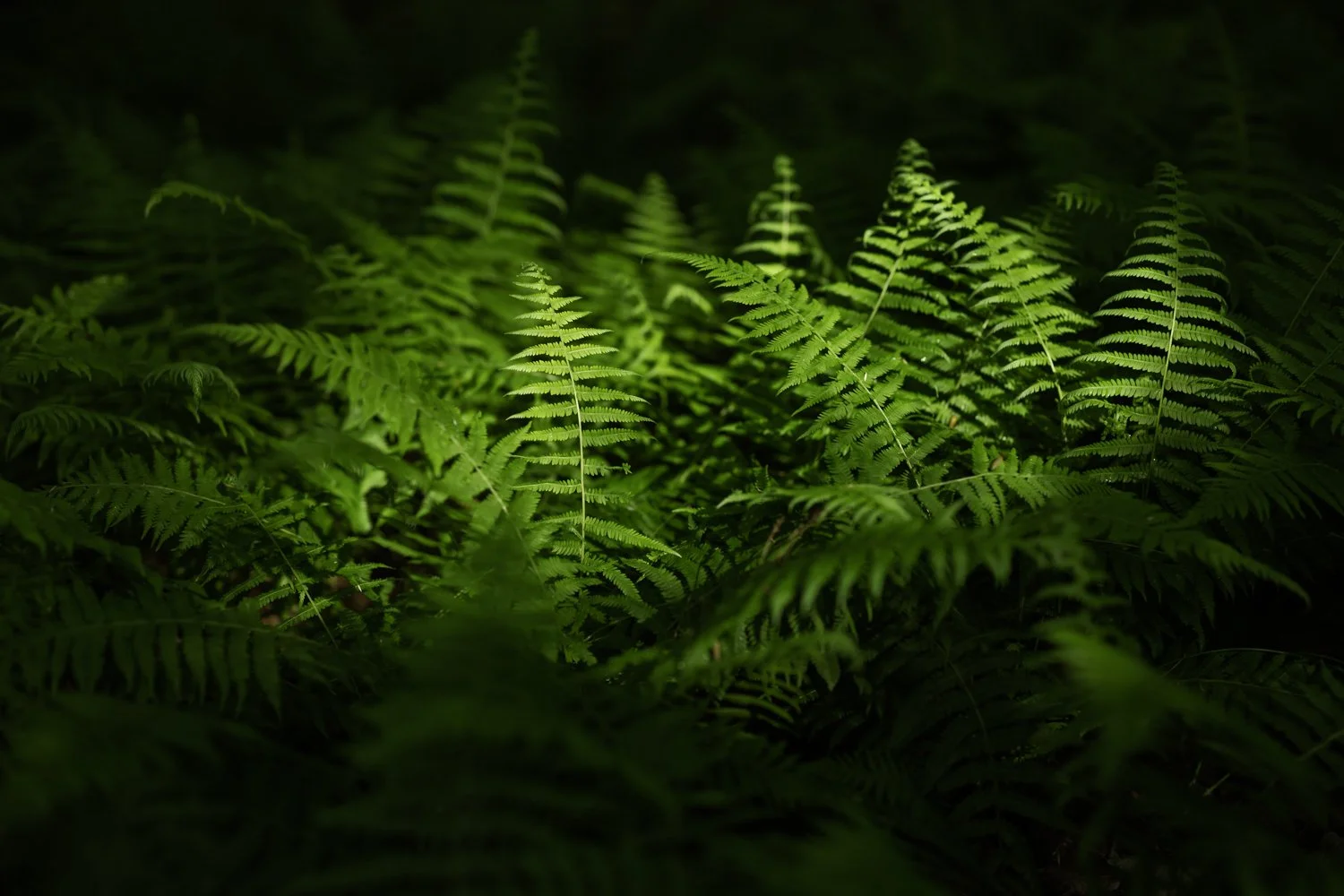 Close-up of green fern leaves in a forest.