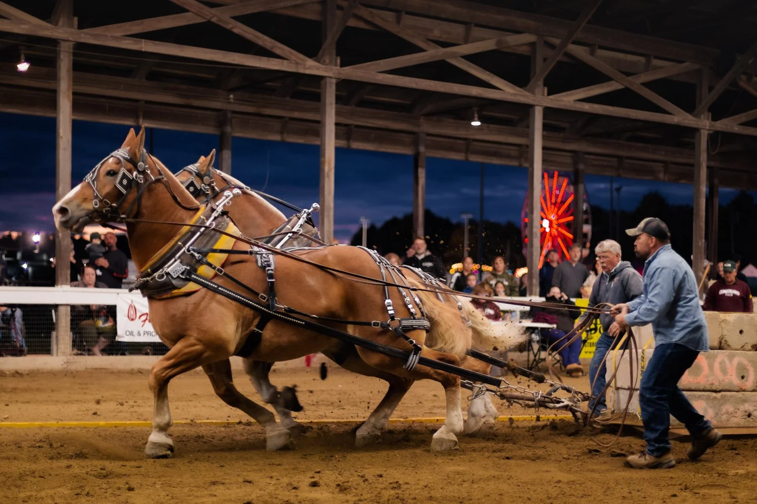 Two draft horses pulling a plow or cart in an indoor arena during a rodeo or fair, with people watching and a Ferris wheel in the background.