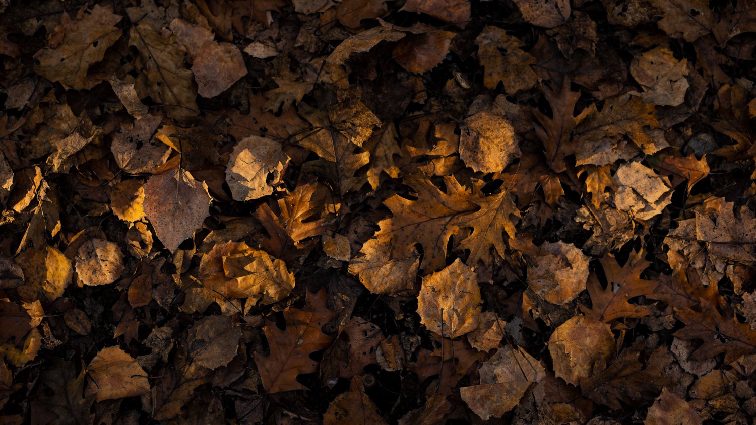 A close-up of fallen autumn leaves on the ground, displaying various shades of brown, yellow, and orange.