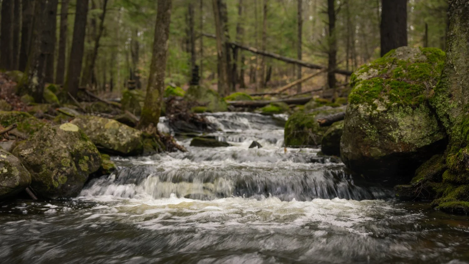 A flowing stream in a forest with moss-covered rocks and trees.