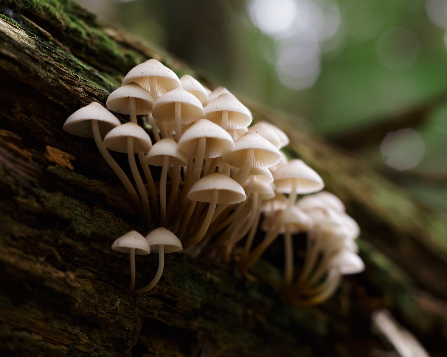 Cluster of small white mushrooms growing on a fallen log in a forest.