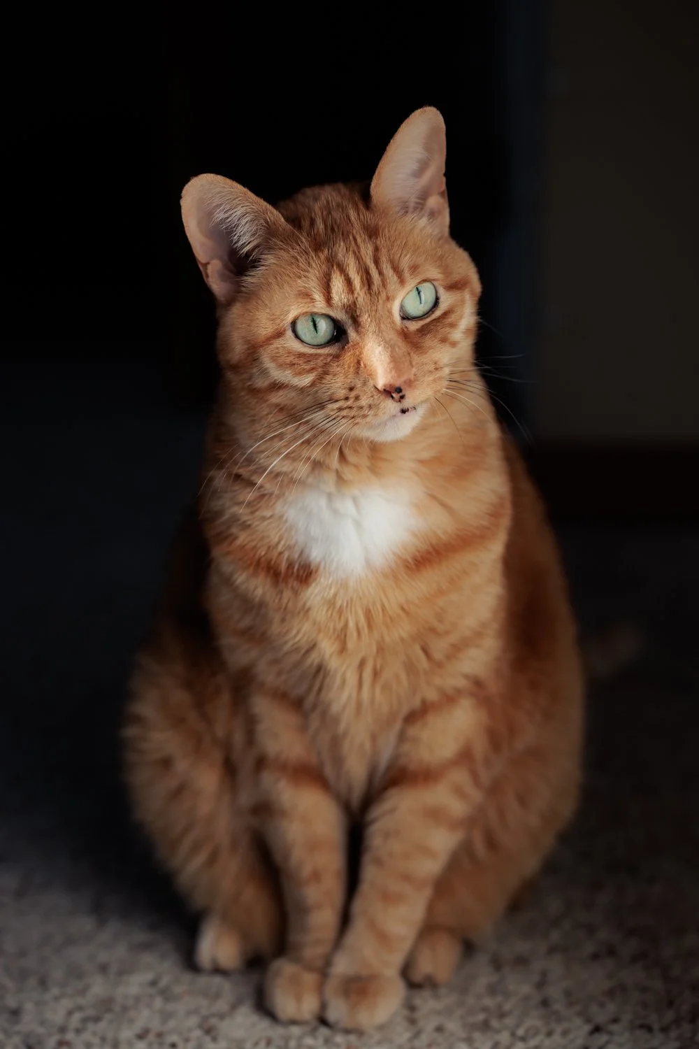 A ginger tabby cat with piercing green eyes sitting on a carpeted floor against a dark background.