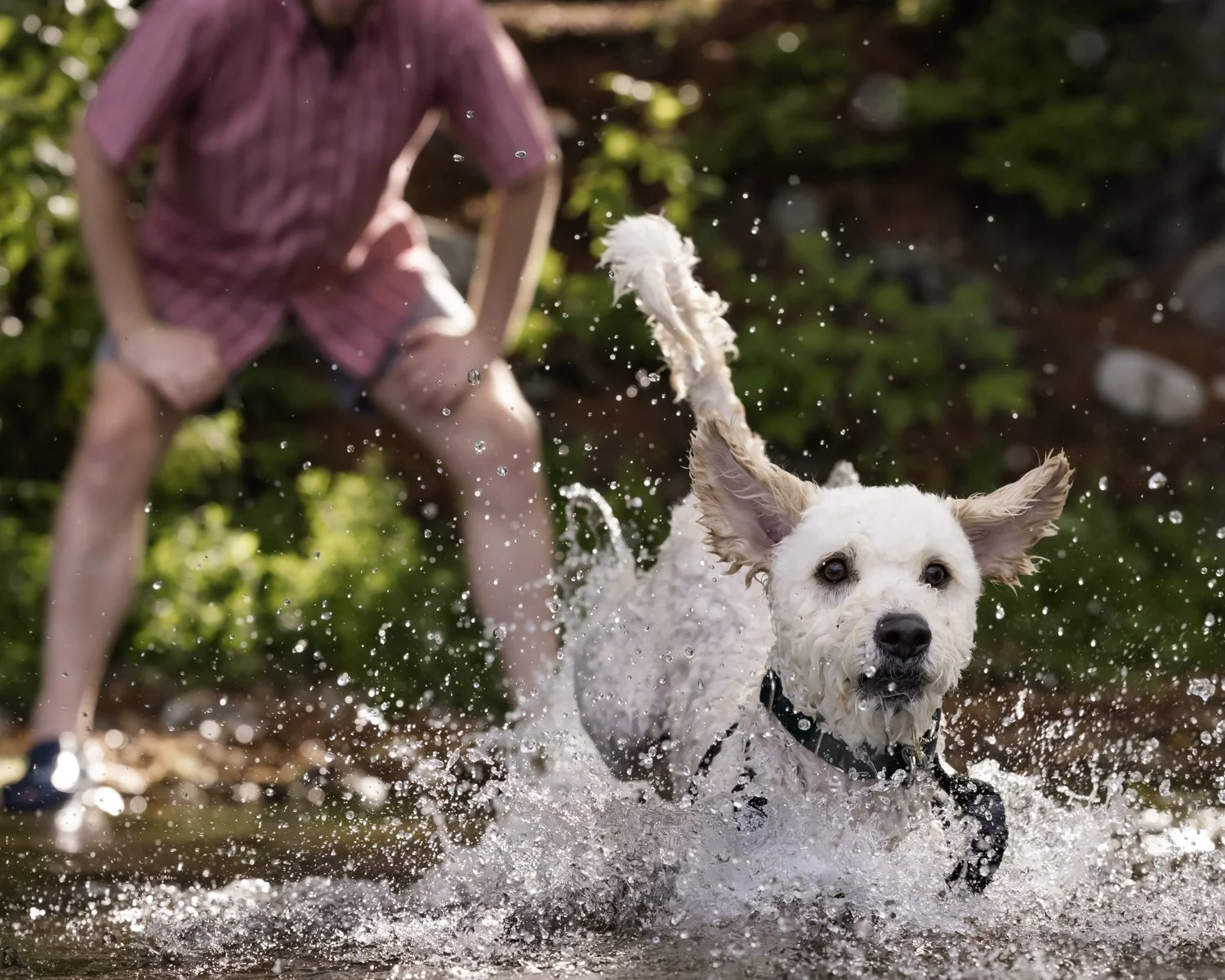 Young girl playing with a white dog in a shallow stream, splashing water on a sunny day.