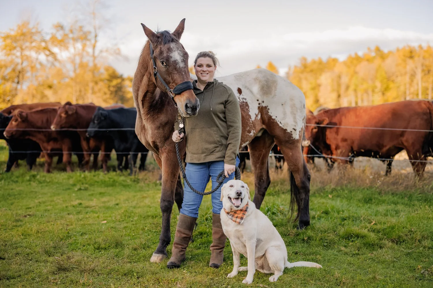 A young woman standing with a light-colored Labrador Retriever dog with a plaid bandana, holding a horse's lead rope, in a field with a herd of cows and trees with autumn leaves in the background.