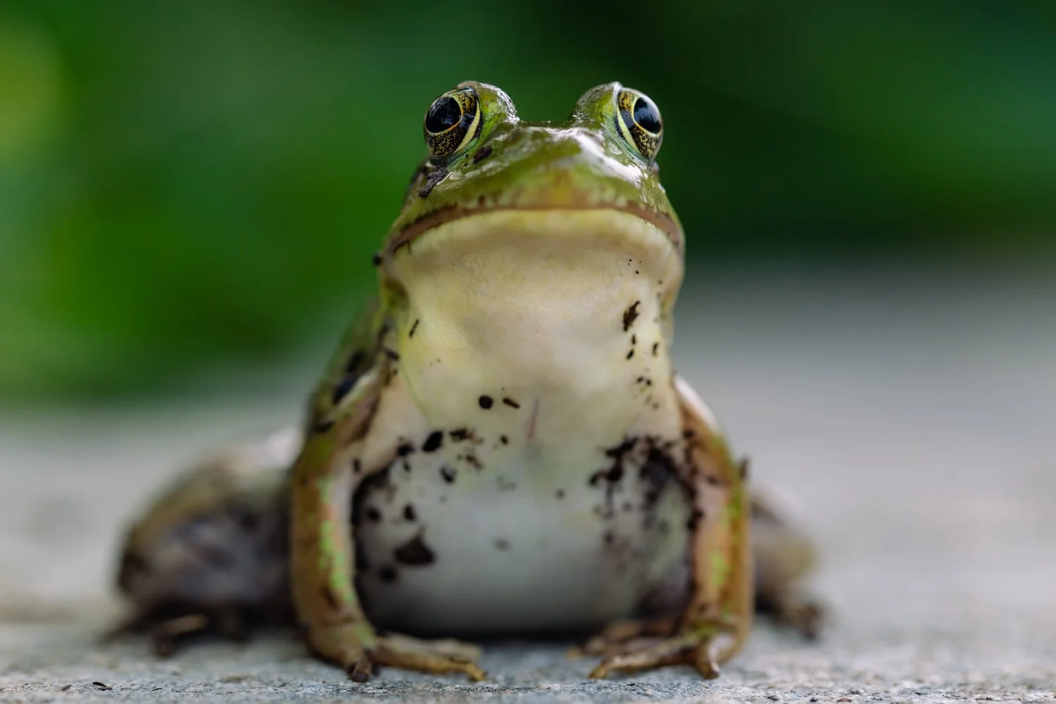 Close-up of a frog with large eyes and green and brown markings, sitting on a gray surface with a blurred green background.