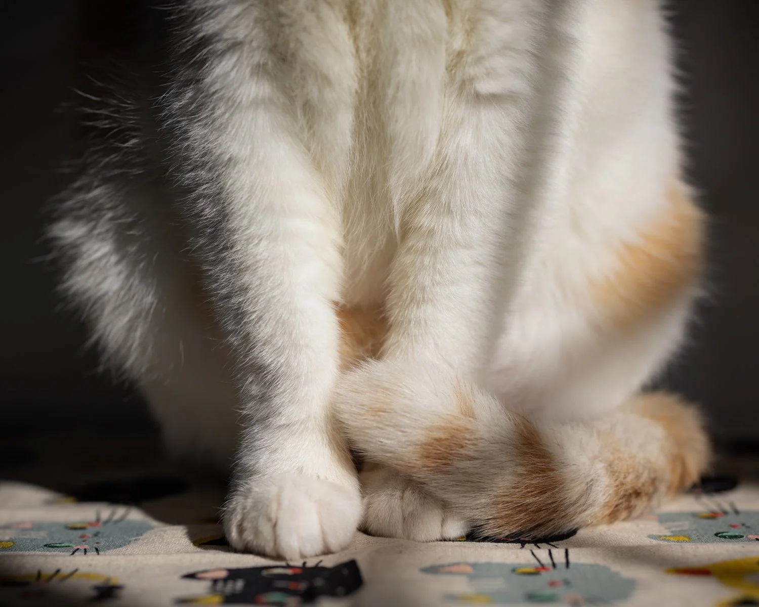 Close-up of white and orange cat sitting on patterned fabric.