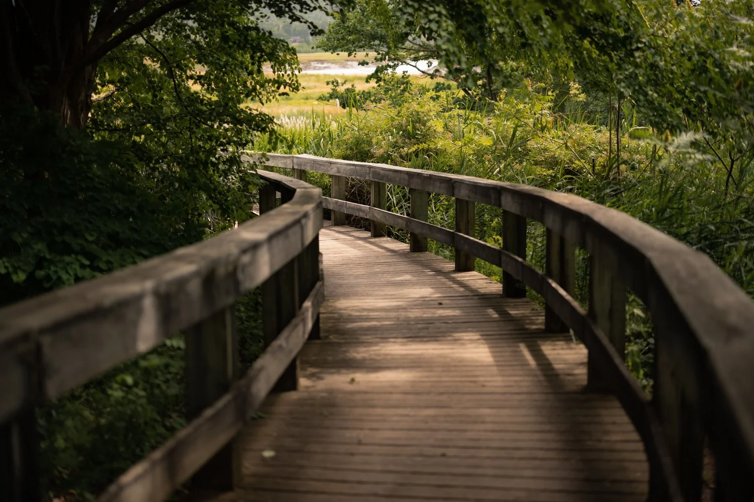Wooden boardwalk surrounded by lush green foliage leading toward a wetland area in the distance.