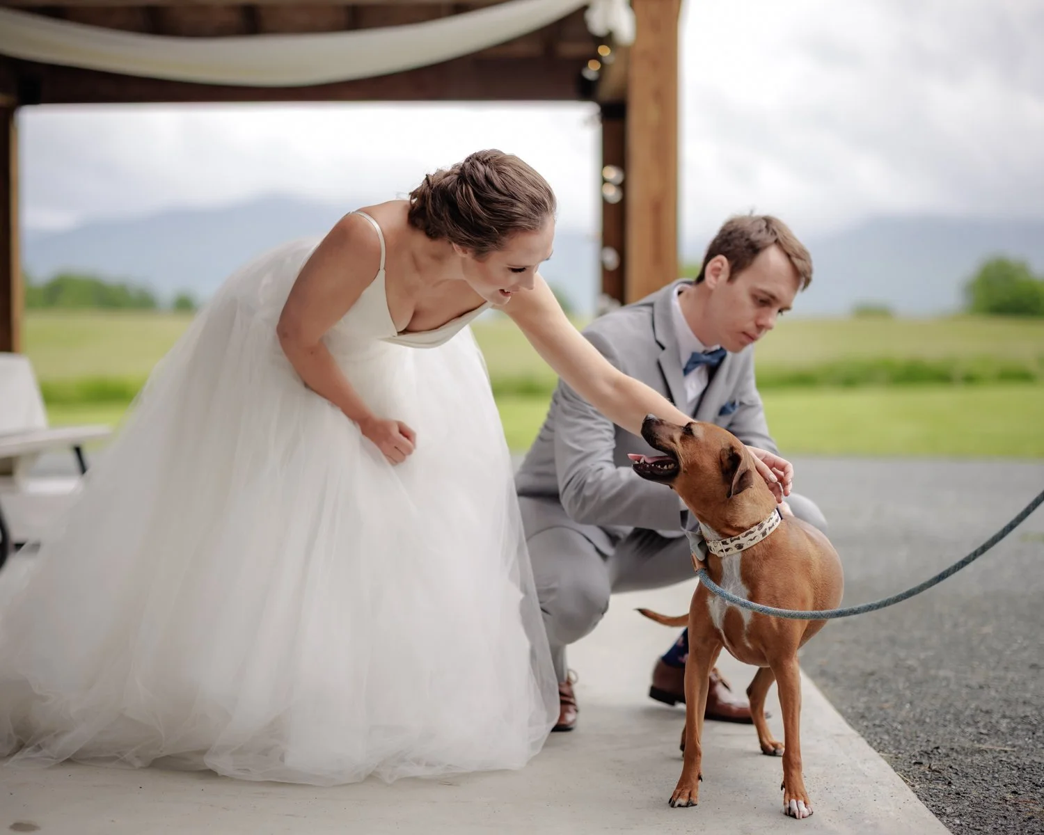 A bride and groom with a large brown dog outdoors, the bride bending down to pet the dog, during a wedding ceremony.