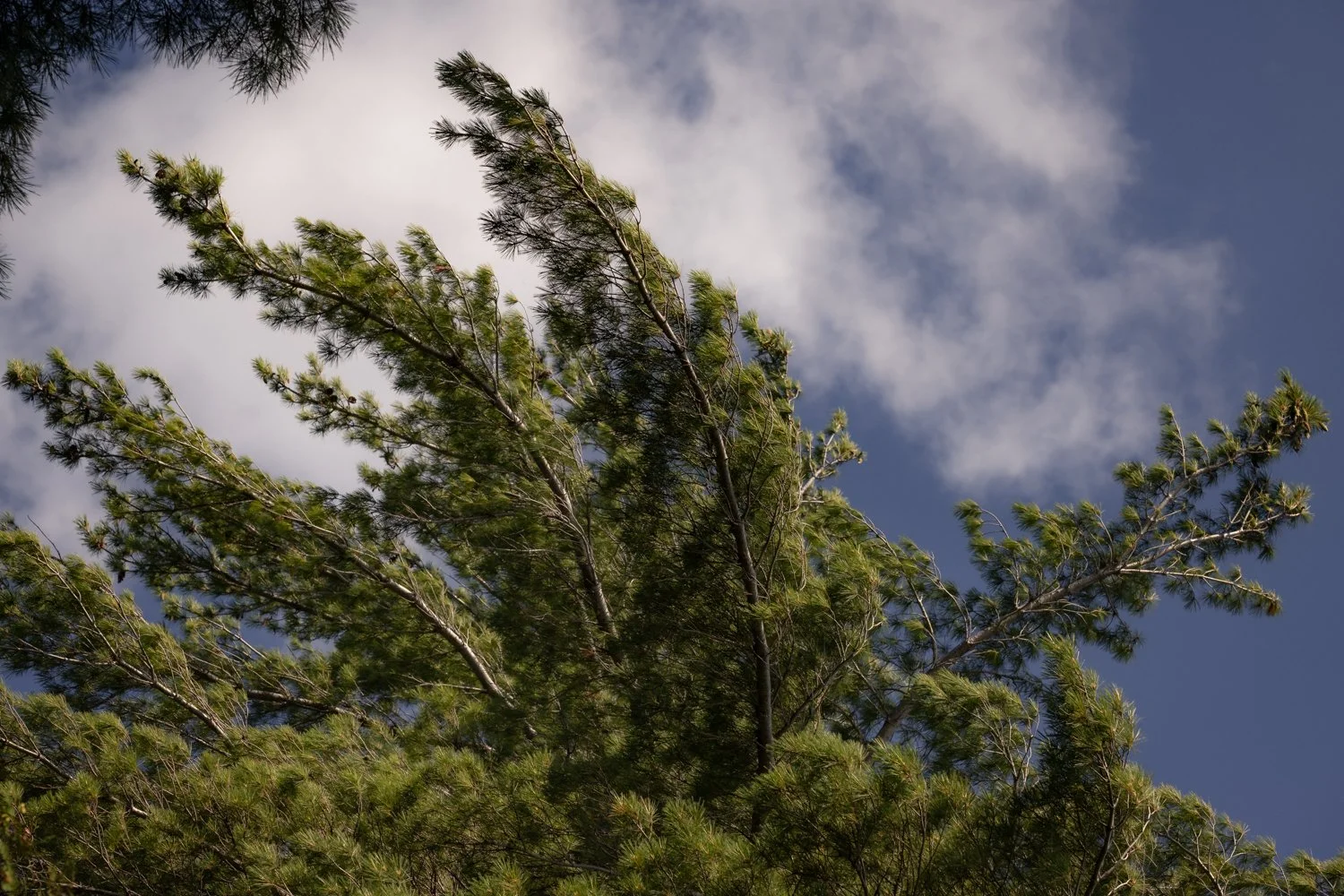 Pine tree branches reaching towards a partly cloudy sky