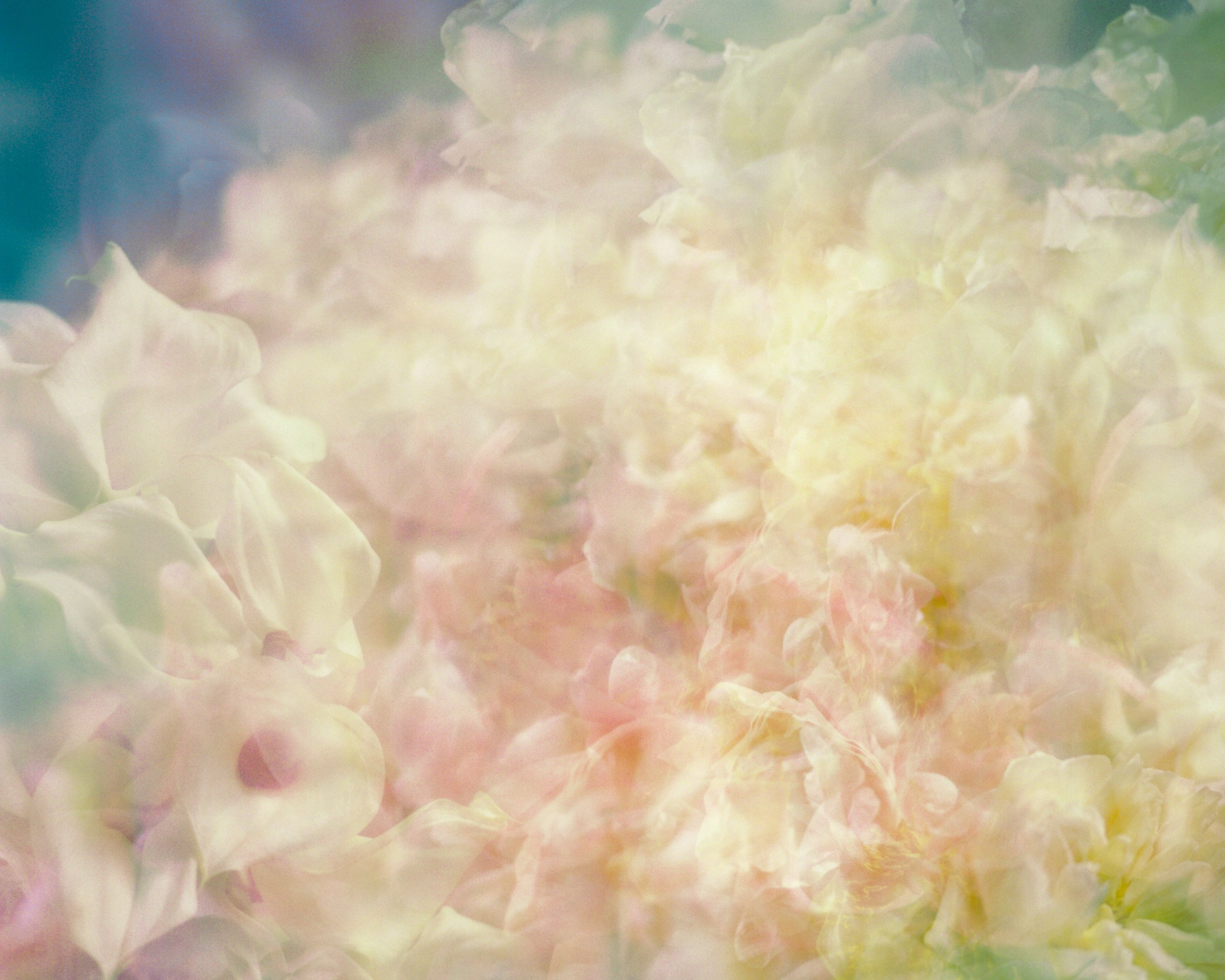 Flowers_Multi-1.jpg