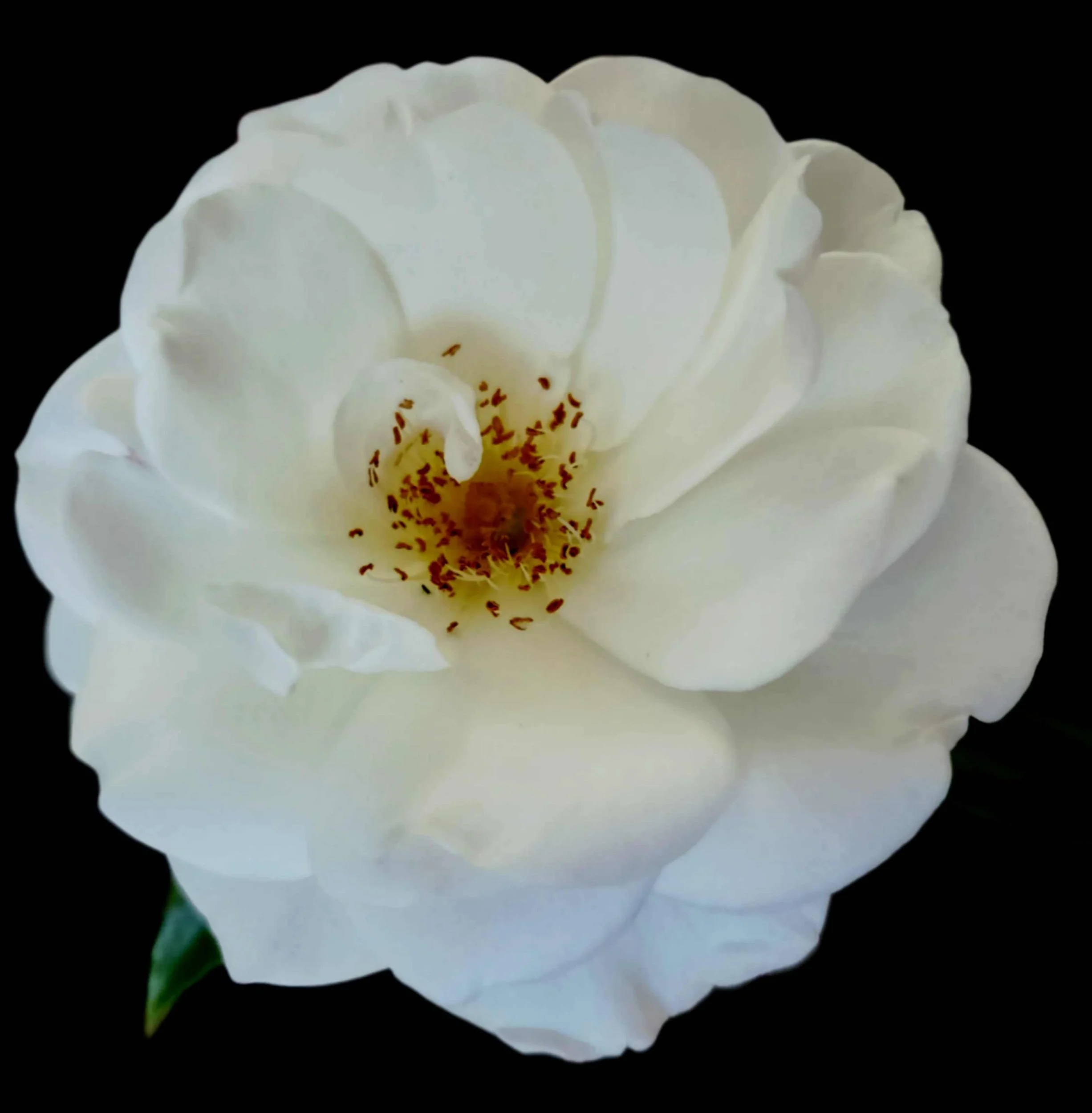 Tarot Empress rose