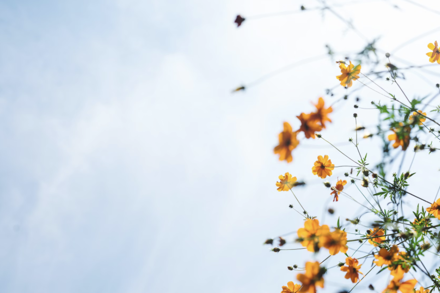 FREE WEBINAR | THE IMPORTANCE OF YOUR NERVOUS SYSTEM