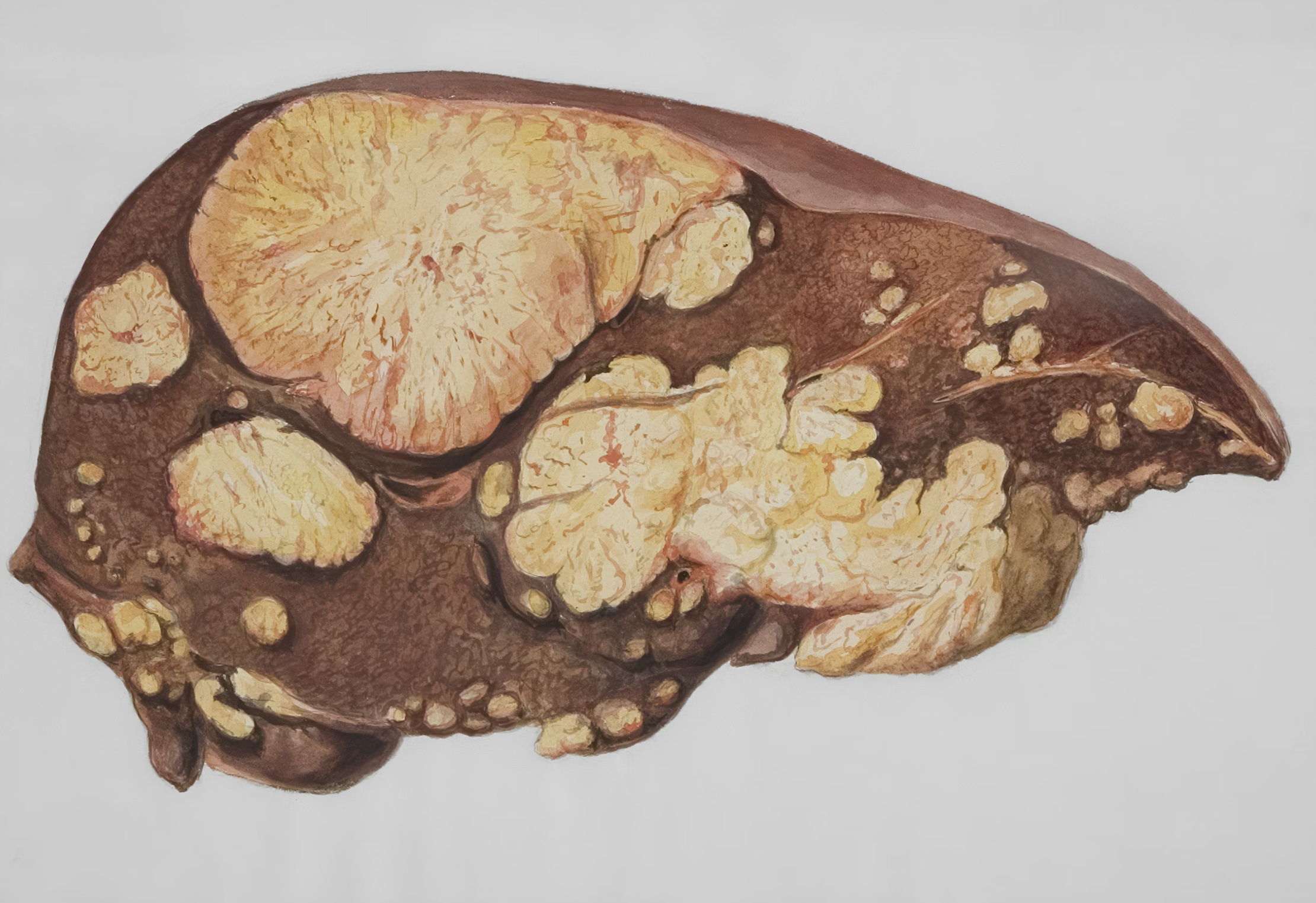 FREE WEBINAR | WHY LIVER HEALTH IS THE NEW FRONTIER IN HORMONE BALANCE, SKINCARE &amp; WOMEN'S WELLNESS