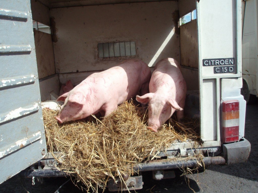 Pigs-at-Gavray-market-1024x768.jpeg