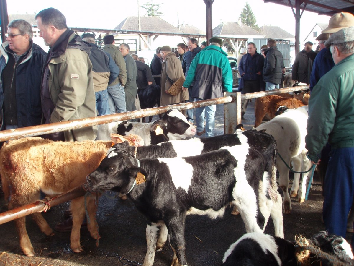 Gavray calf market