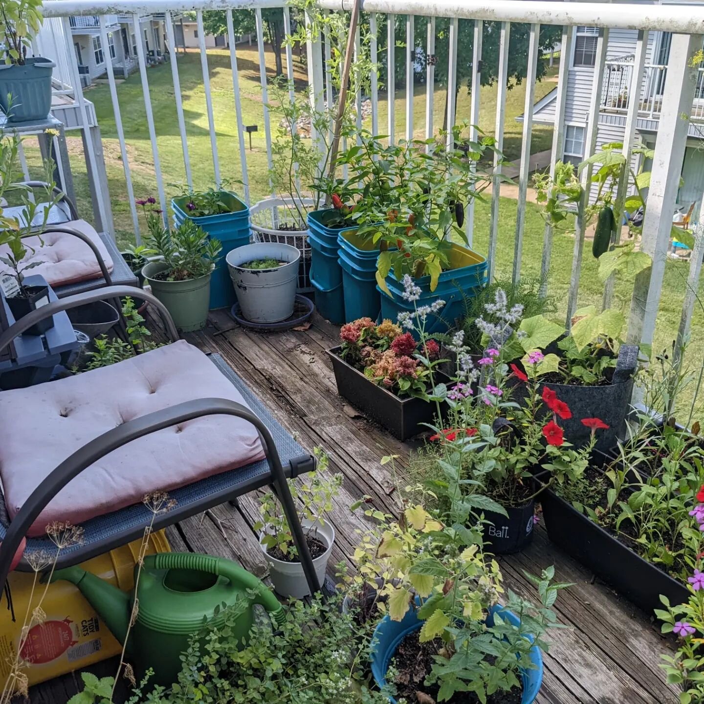 Hi- my name is Madison and I like plants. #36containersandcounting #balconygardening
