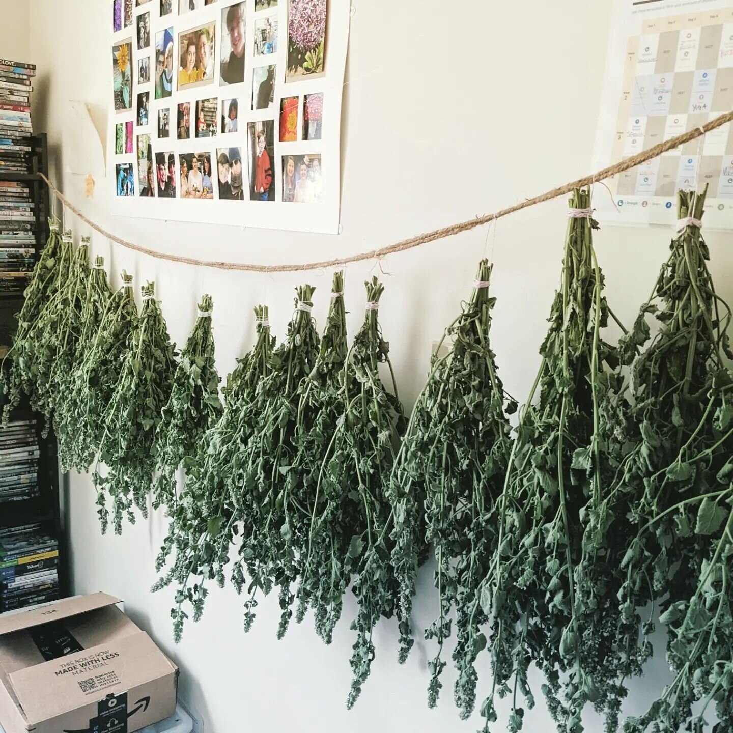 When the garden accidentally grows a giant catnip bush, naturally the only thing you can do is turn your back office into a drying room. I only harvested a quarter of the plant, so more to come! #bestcatmomever