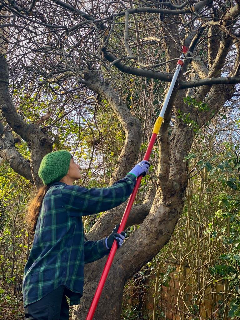Pruning a mature apple tree
